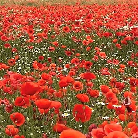 Apartamento Horst 3 Blau Kalkhorst